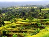Bali - krajina rýžových políček